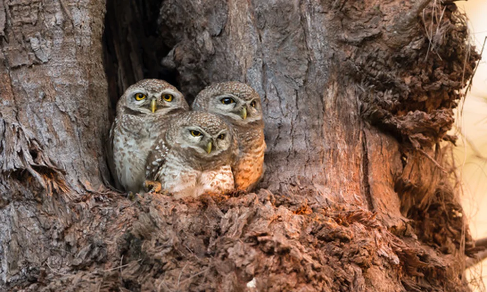 Two owlets sitting together in a tree hollow