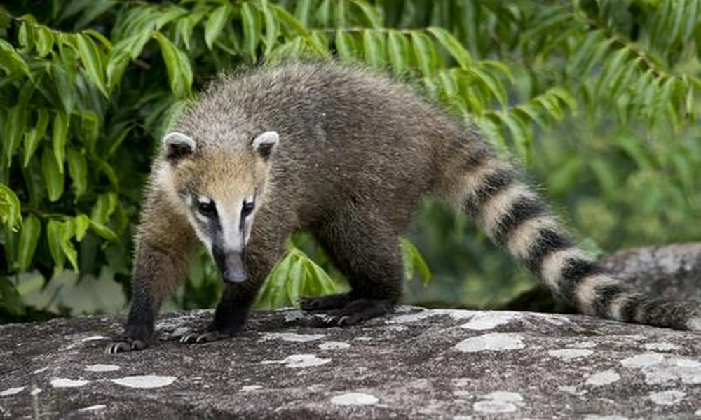 A South American coati using its long nose to search through leaf litter in a tropical forest.