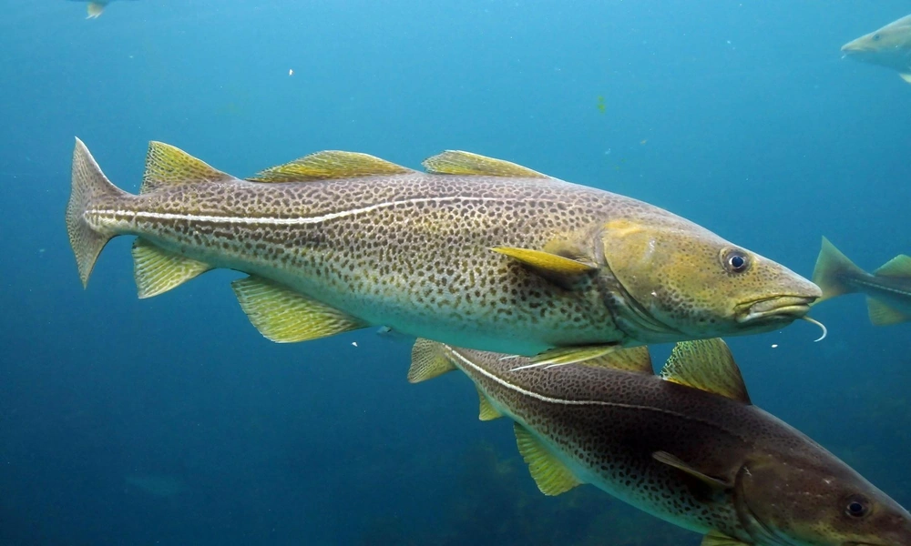 An Atlantic cod swimming underwater with a speckled body and prominent chin barbel.