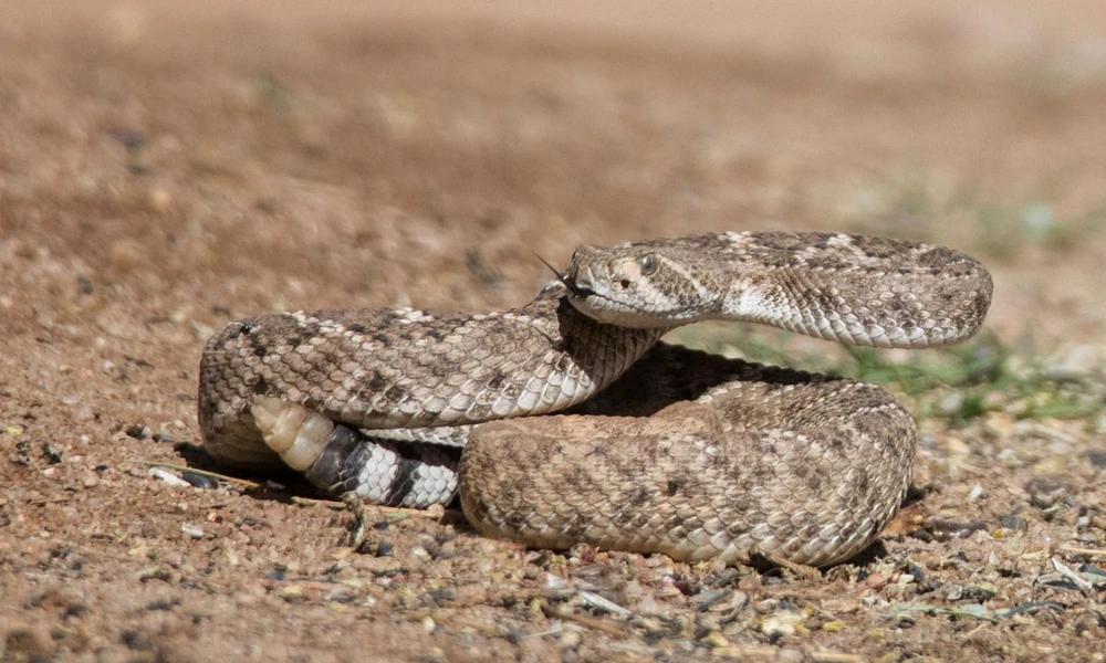 Western diamondback rattlesnake resting among rocks in a desert landscape.