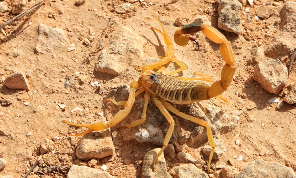 Deathstalker scorpion on rocky desert ground in North Africa or the Middle East.