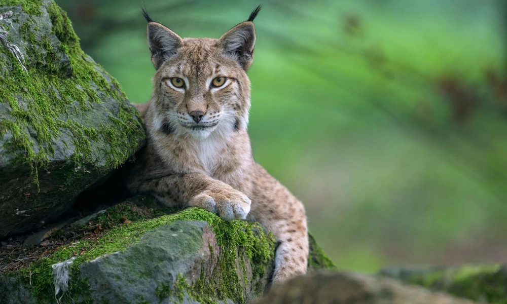 Eurasian lynx (Lynx lynx) standing in forest habitat.