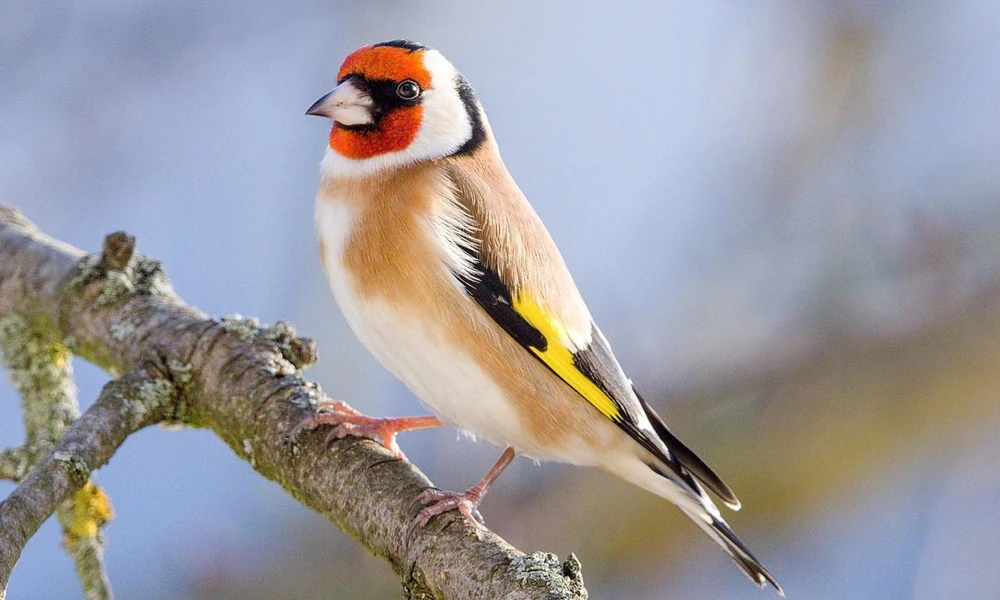 European goldfinch (Carduelis carduelis) feeding on seeds in a meadow.