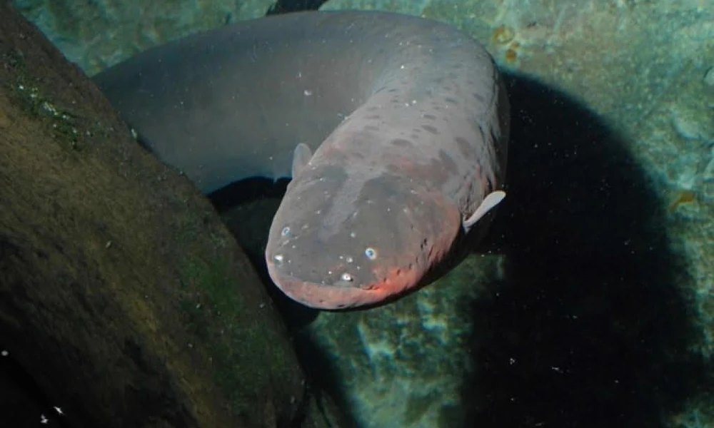 Electric eel (Electrophorus electricus) swimming in freshwater habitat.