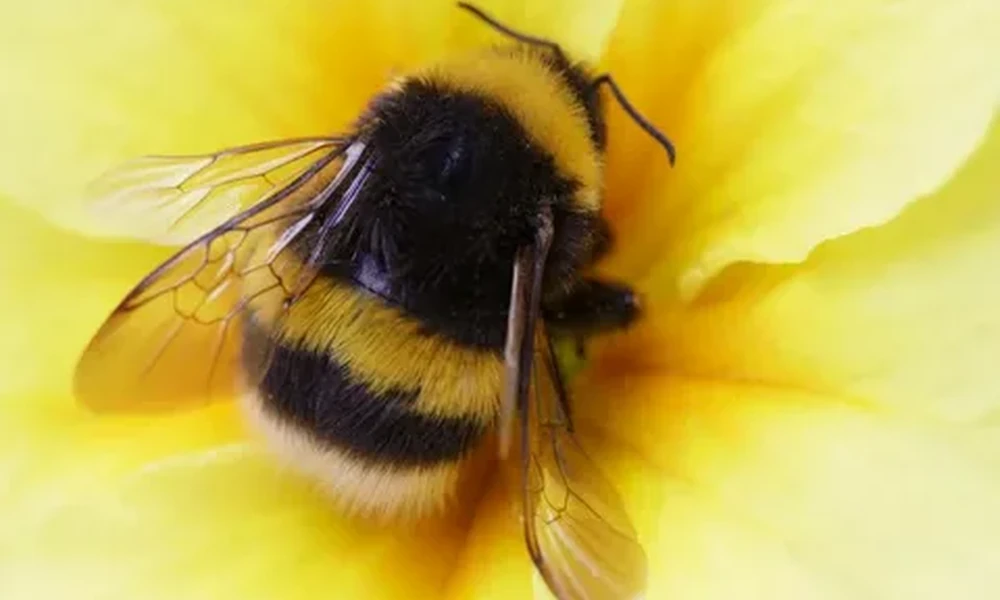 Fuzzy black and yellow bumblebee resting inside a bright yellow flower.