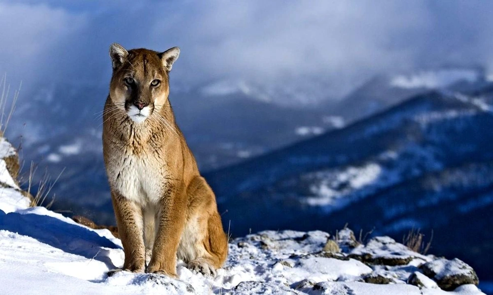 A tawny cougar standing on a rocky mountain ridge with pine forests and distant mountains behind it.