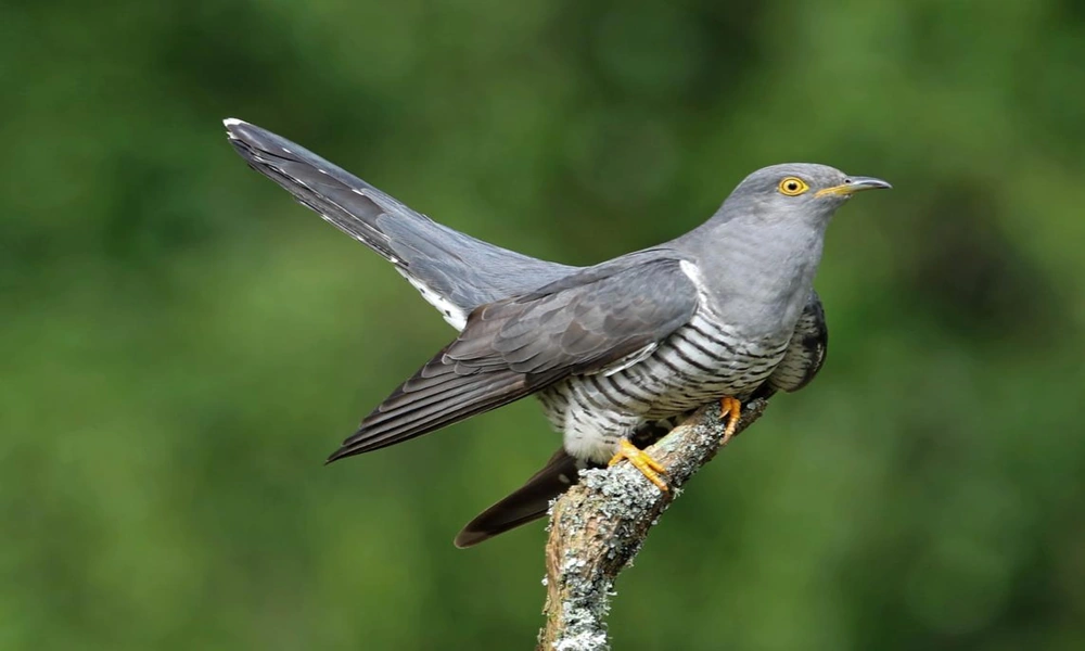 A common cuckoo perched on a branch with its gray back and barred chest visible.