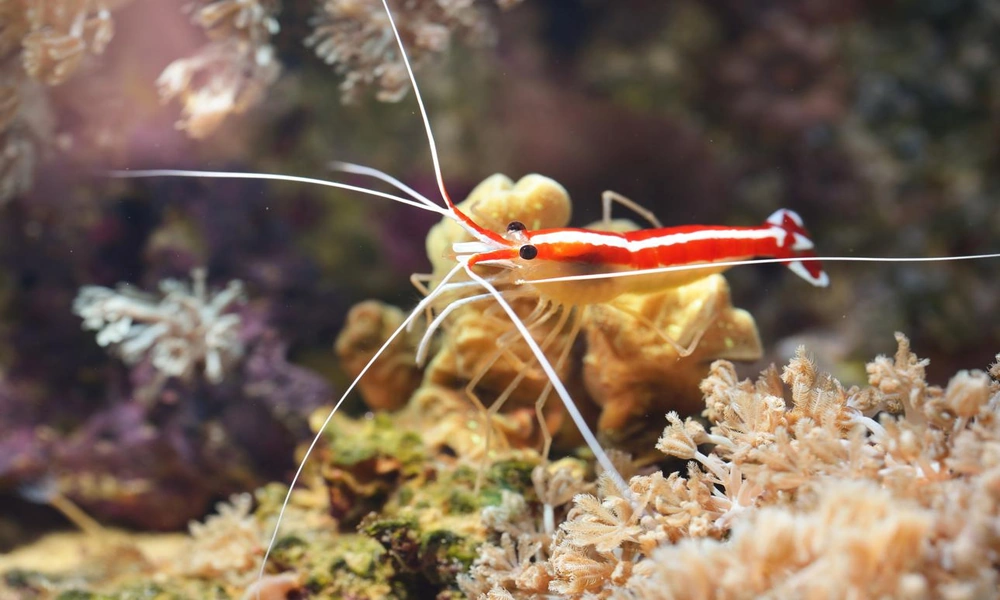 A brightly striped cleaner shrimp perched on a coral reef among rocks and sea anemone tentacles.