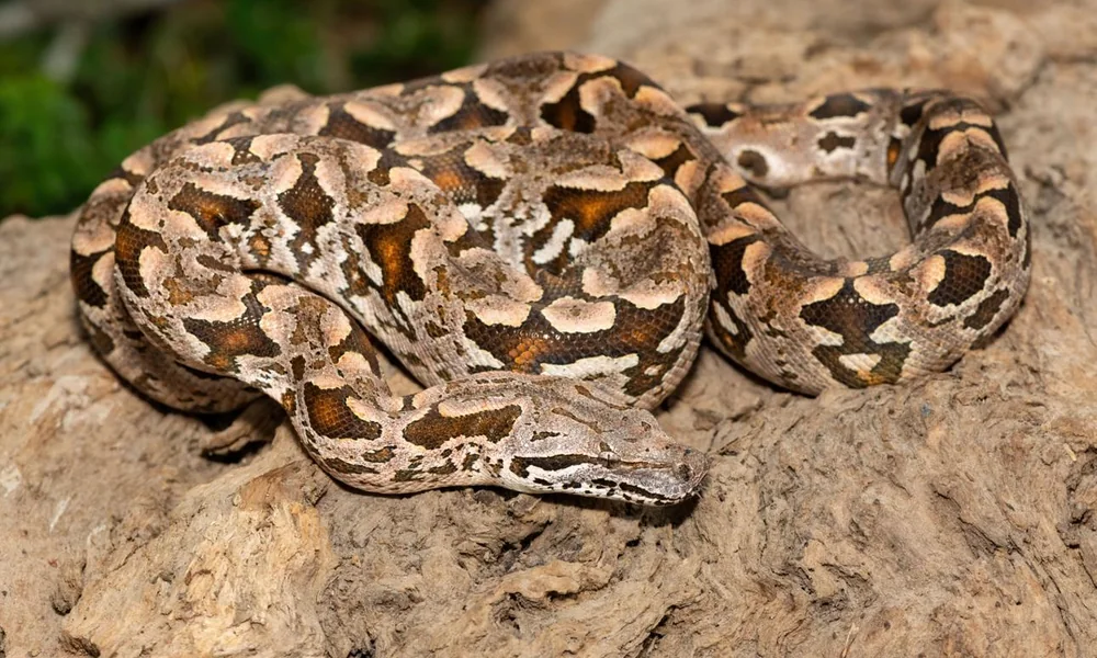 Dumeril’s boa resting among vegetation in Madagascar.
