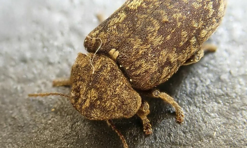 Deathwatch beetle resting on weathered wood.