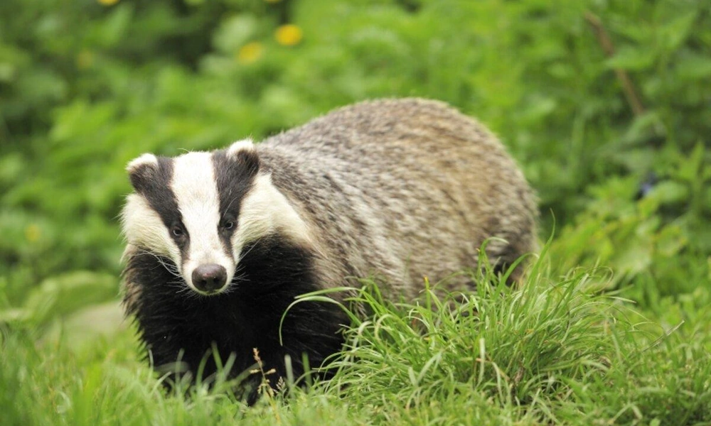 European badger (Meles meles) foraging in natural habitat.