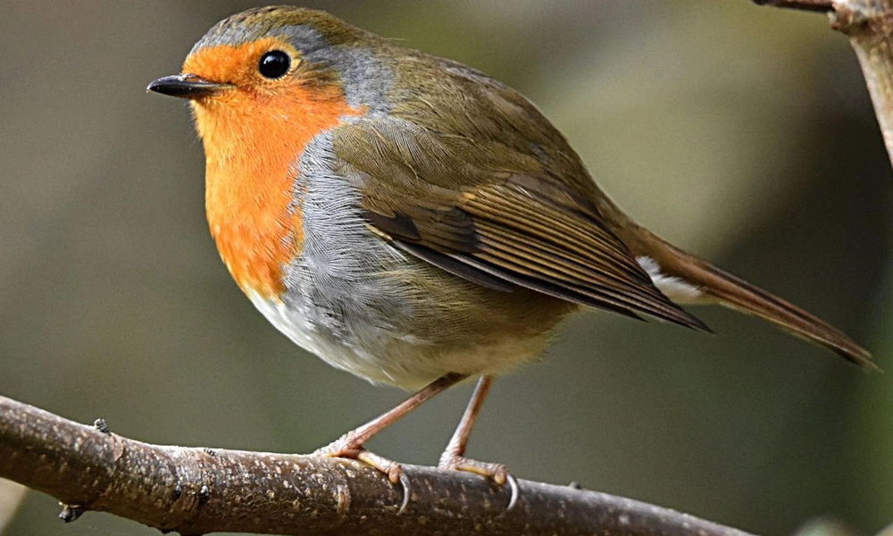 European robin (Erithacus rubecula) with an orange-red breast perched on a branch.