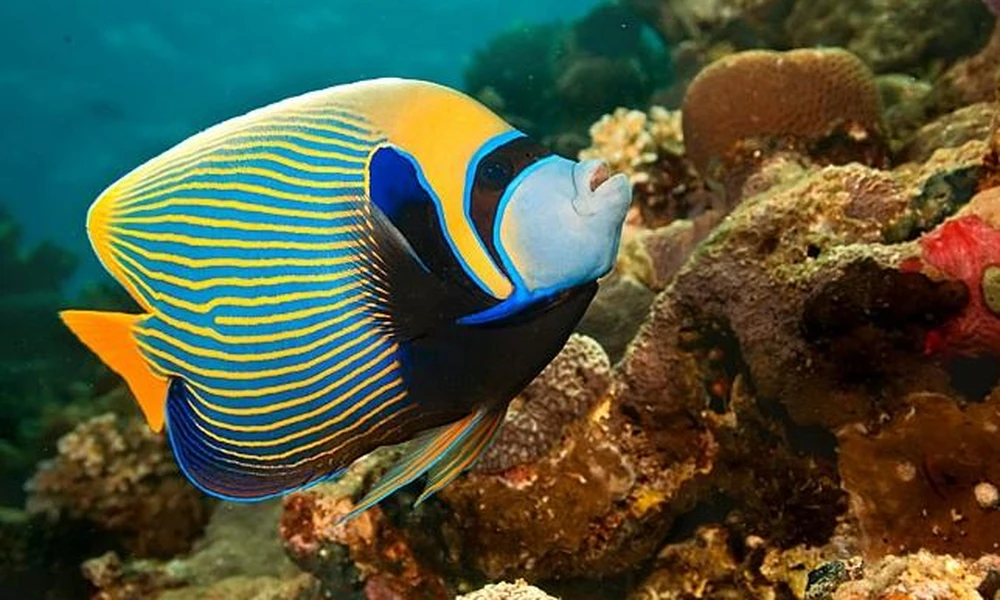 Emperor angelfish (Pomacanthus imperator) swimming over a coral reef.