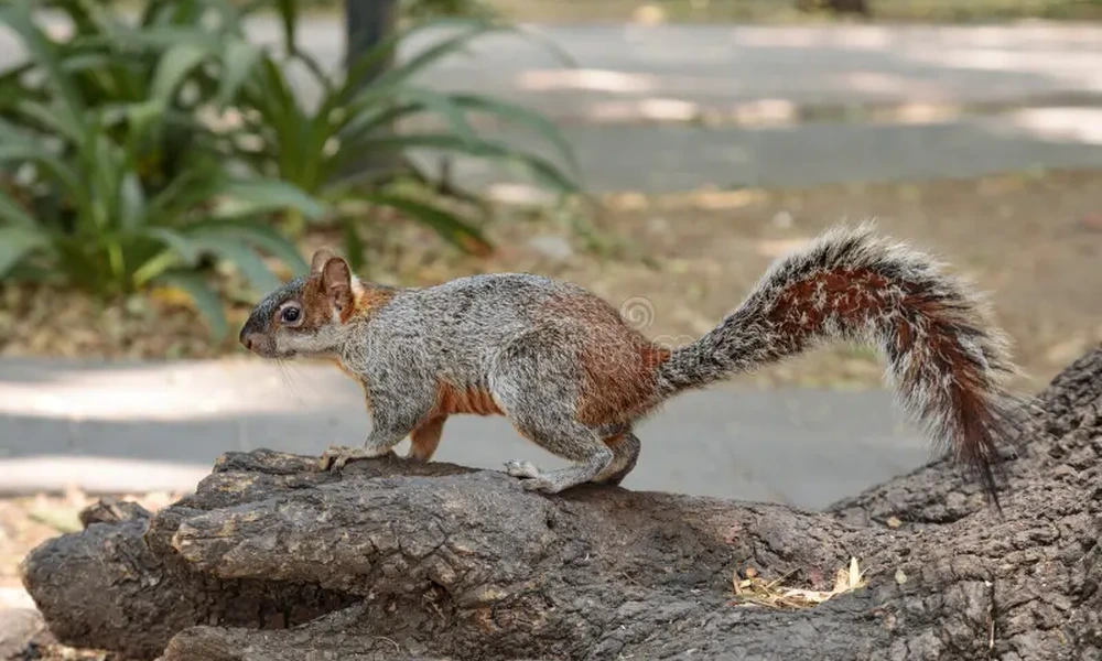 Mexican gray squirrel with a bushy tail on a fallen log