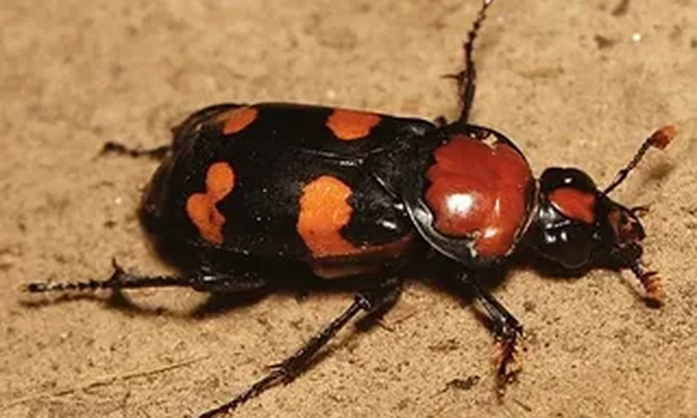 Black burying beetle with bright orange-red markings on its wing covers on sandy ground.