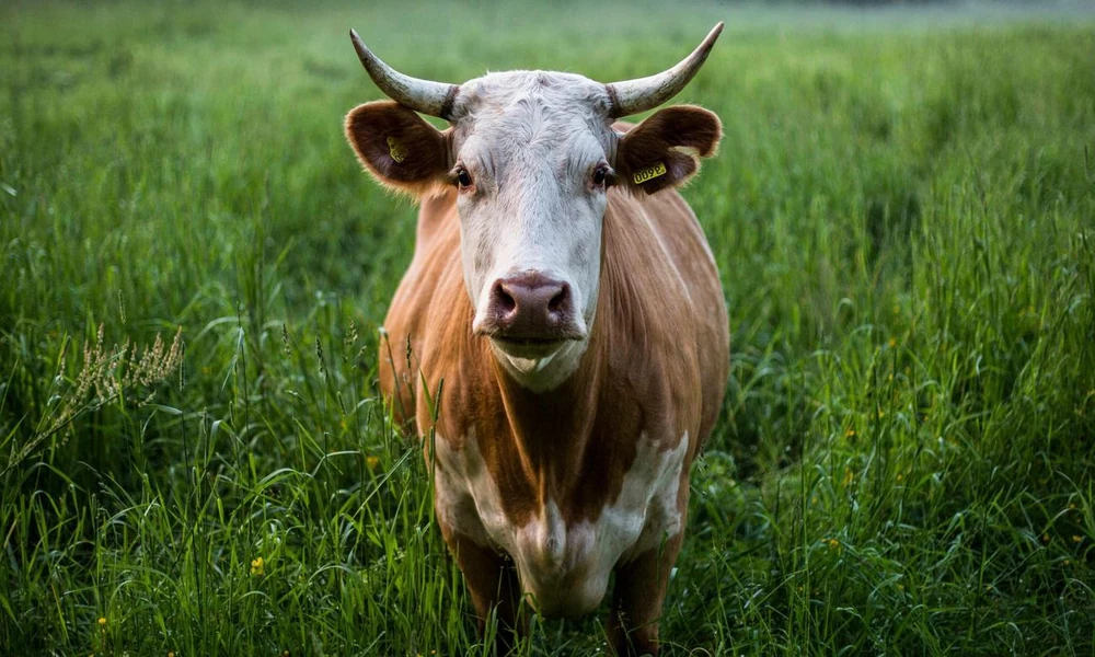 A brown-and-white domestic cow standing in a lush green pasture surrounded by countryside.
