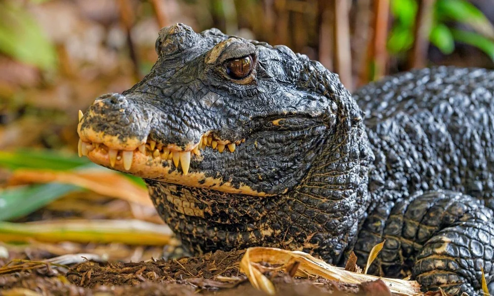 African dwarf crocodile resting in a shallow rainforest pool.
