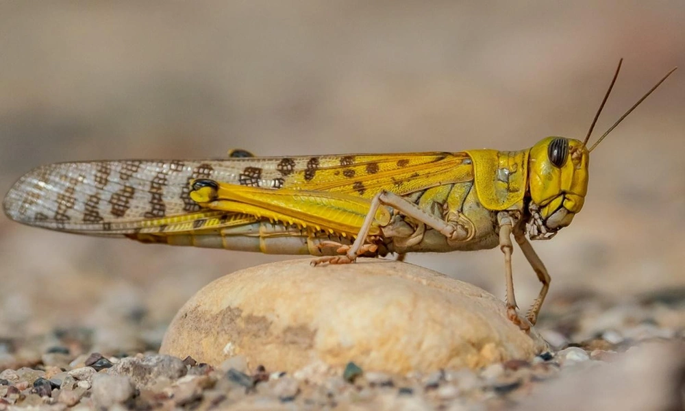 Desert locust resting on green vegetation in an arid landscape.