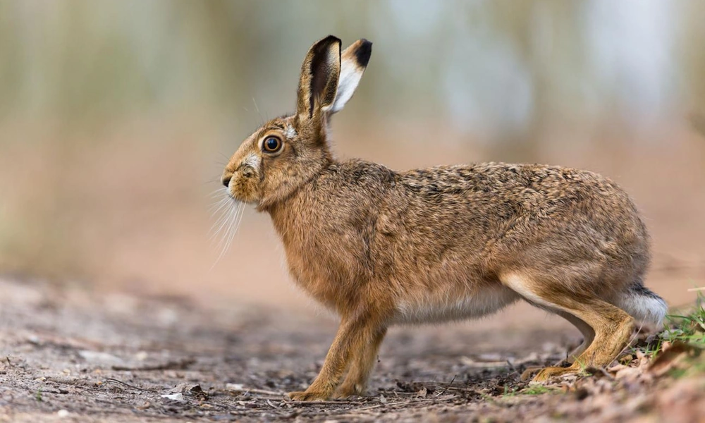 European hare (Lepus europaeus) in open grassland.