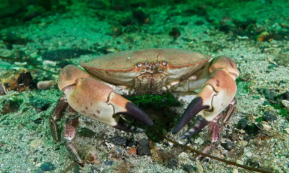 Edible crab (Cancer pagurus) on a rocky seabed.