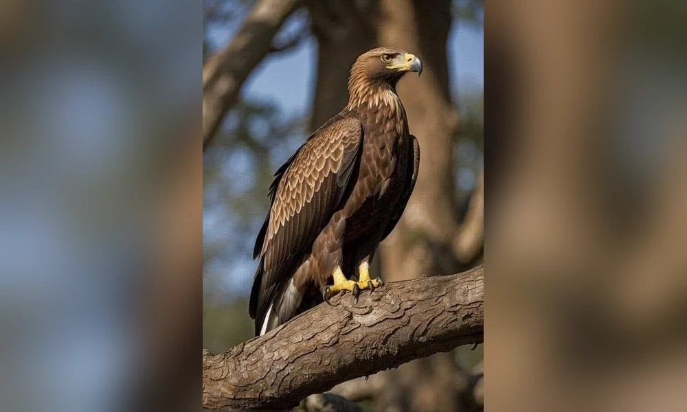 Golden eagle perched on a tree branch