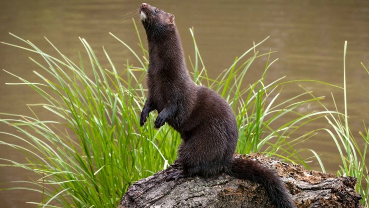 american mink