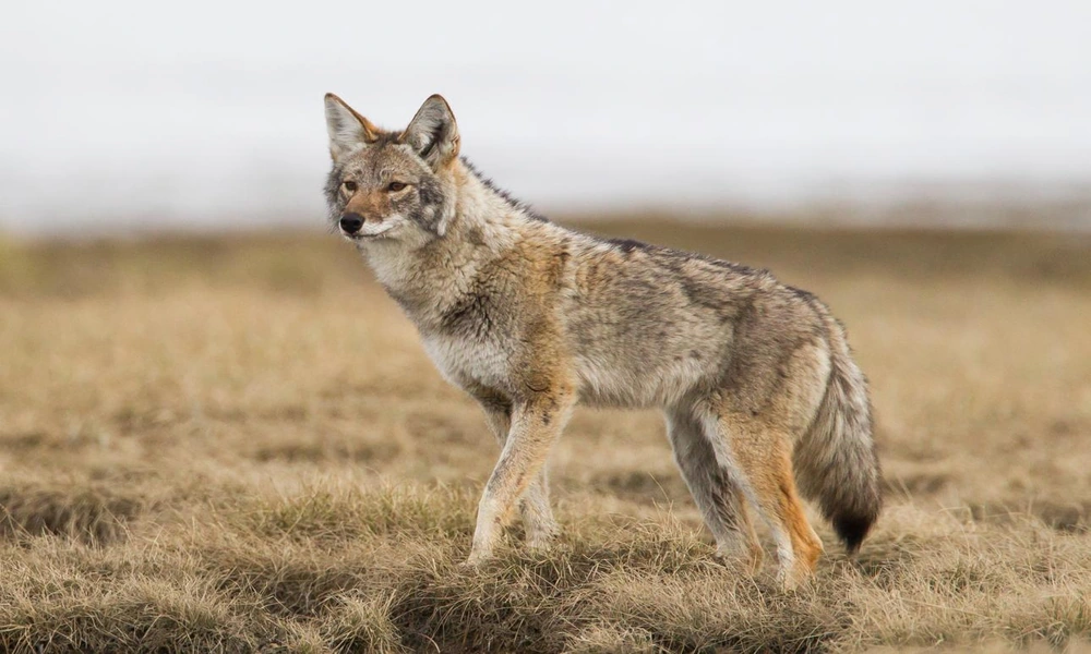 A gray-brown coyote standing in a dry North American grassland with mountains in the distance.