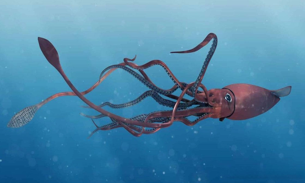 A colossal squid with large eyes and long tentacles suspended in the dark deep ocean.