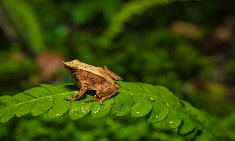 Darwin’s frog resting among leaves in a temperate forest in Chile.