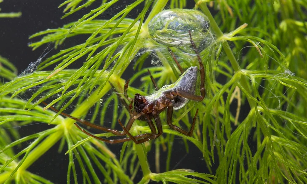 Diving bell spider inside its underwater silk air bubble.