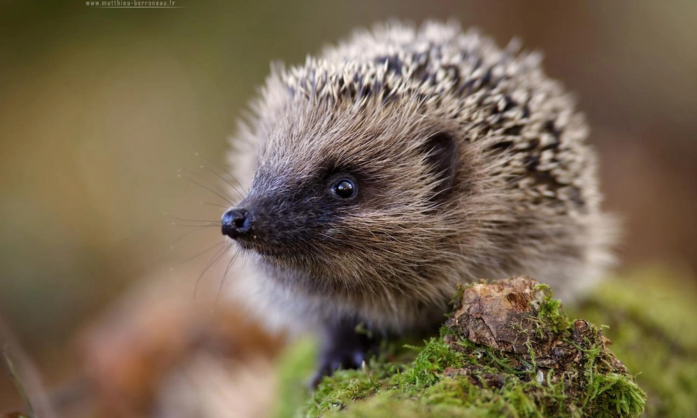 European hedgehog (Erinaceus europaeus) foraging on the forest floor.