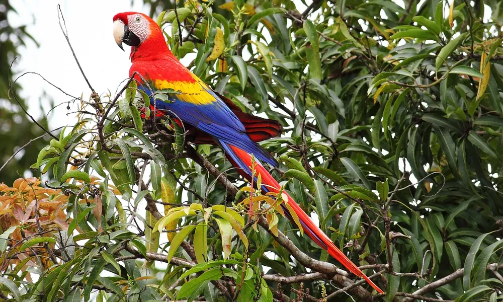 Scarlet macaw with red, yellow and blue feathers perched in a tree