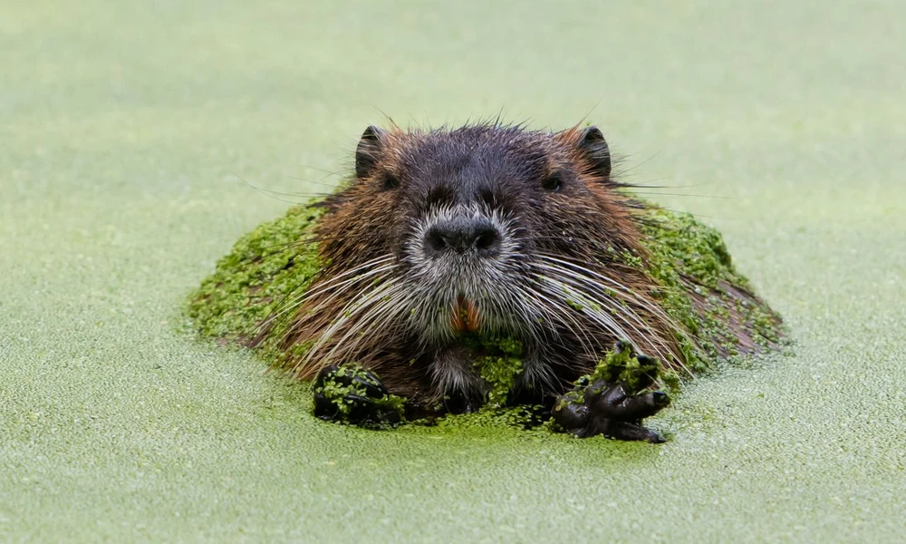 A brown coypu swimming among reeds and aquatic plants in a freshwater wetland.
