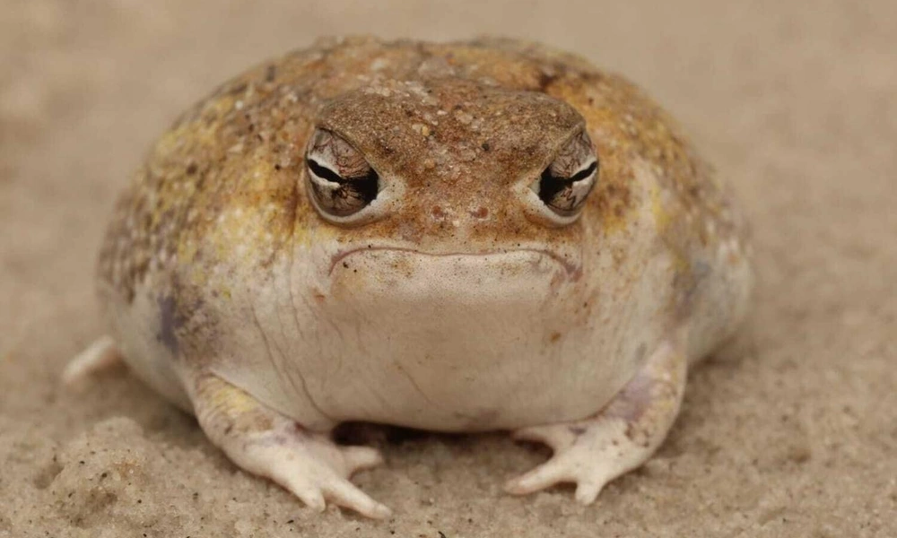 Desert rain frog sitting on sandy coastal habitat in Namibia or South Africa.