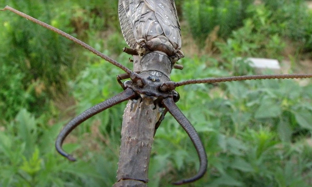 Male dobsonfly with long curved mandibles perched on vegetation.
