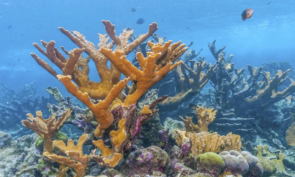 Elkhorn coral (Acropora palmata) growing on a tropical coral reef.