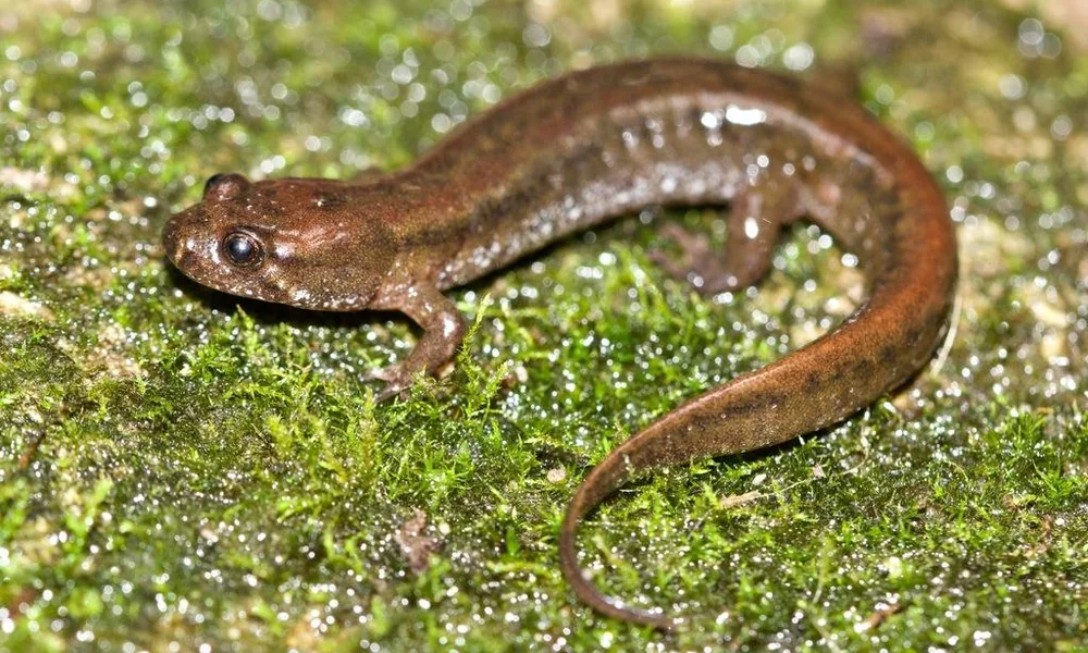 Dusky salamander resting on a wet rock beside a forest stream.