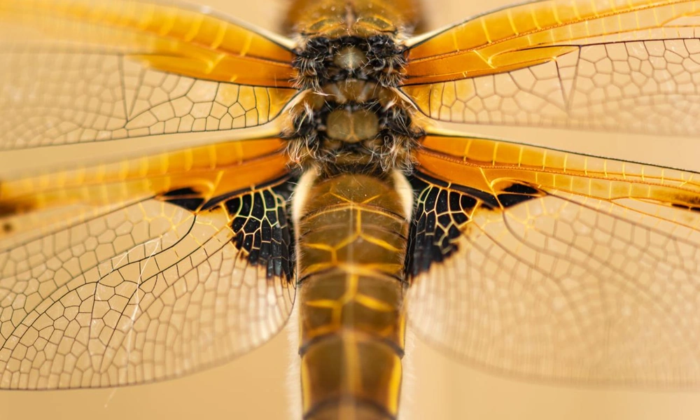 Dragonfly perched on a reed beside a freshwater pond.