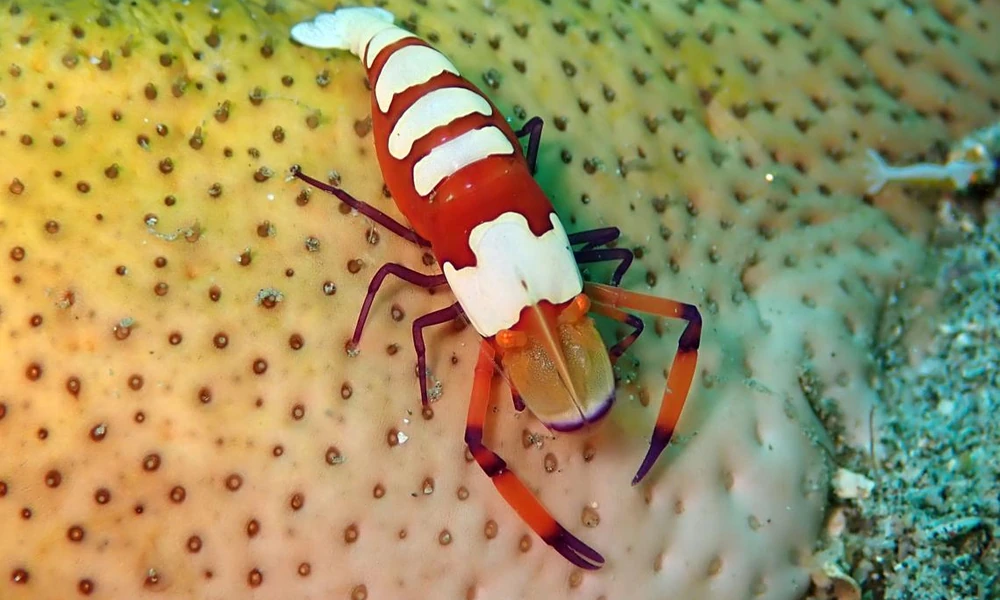 Emperor shrimp (Zenopontonia rex) on a sea cucumber underwater.