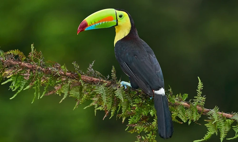 Keel-billed toucan with a colorful bill perched on a branch