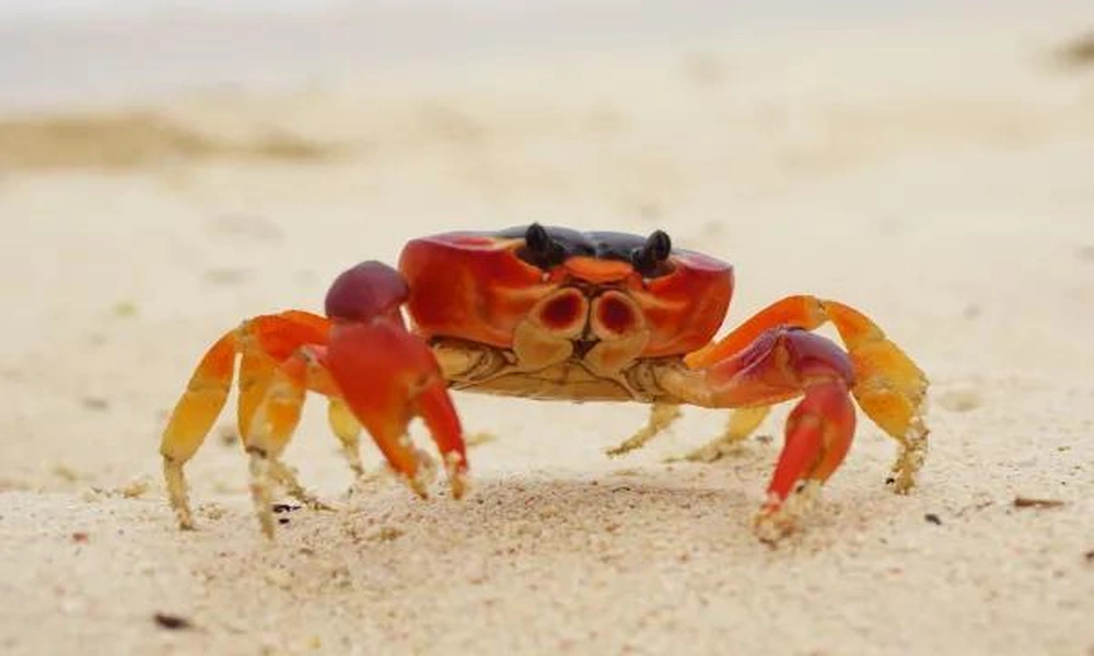 A crab walking sideways across wet sand near the edge of the ocean.