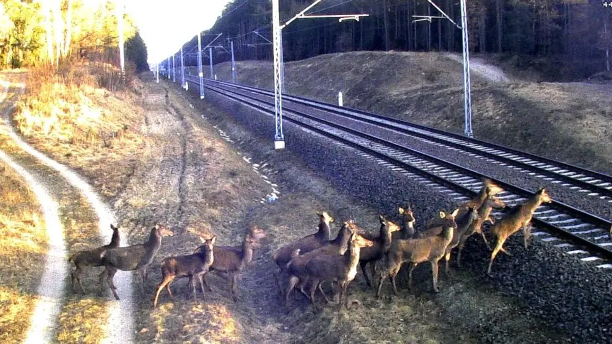 railway wildlife collisions in norway