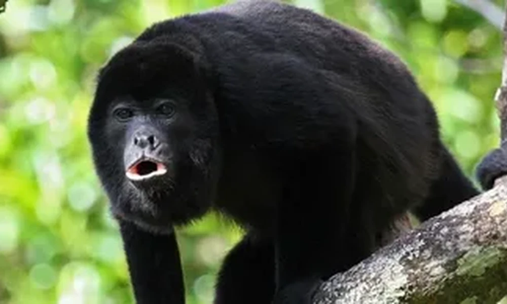 Black howler monkey with its mouth open, perched on a tree branch against a bright green forest background.