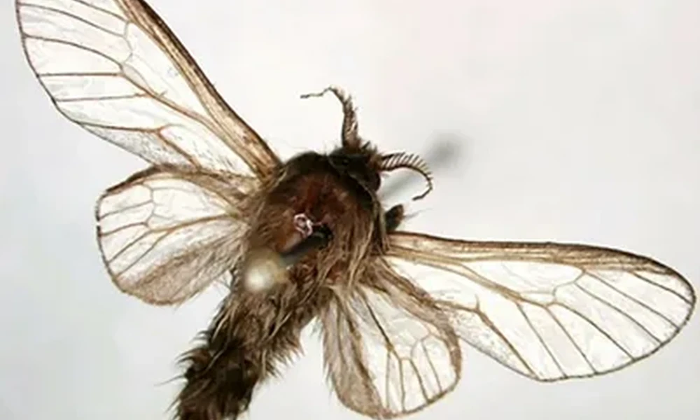 Male bagworm moth with a fuzzy dark body, feathery antennae and clear, veined wings spread against a white background.