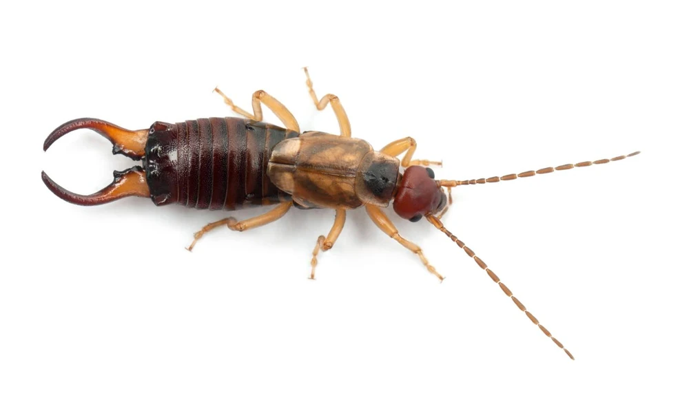 European earwig (Forficula auricularia) with curved pincers at the end of its abdomen.