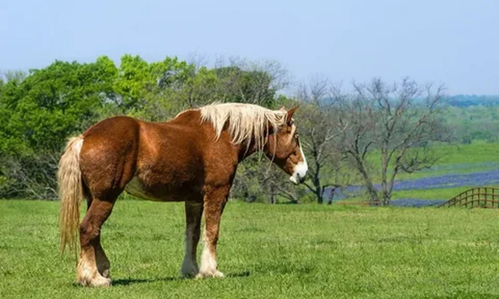 Chestnut Belgian draft horse with a pale blond mane standing in a green pasture with trees behind it.