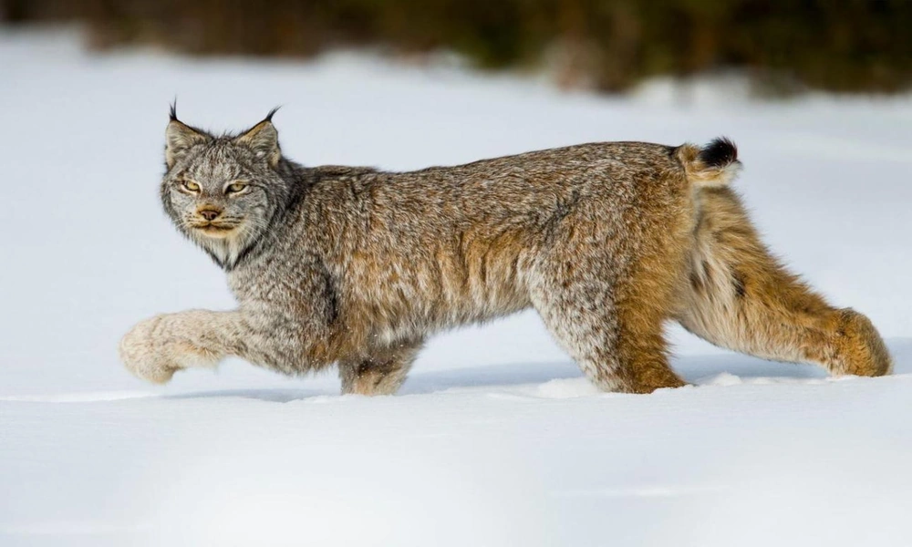 A Canadian lynx walking through deep snow in a boreal forest, with large furry paws and black ear tufts.