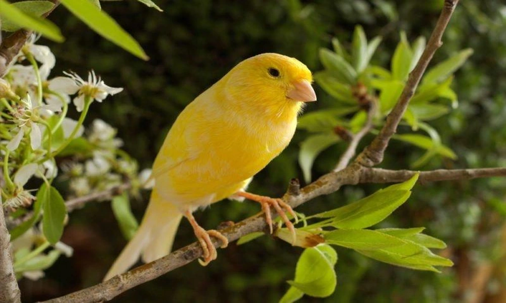 A bright yellow canary perched on a branch with soft natural greenery in the background.