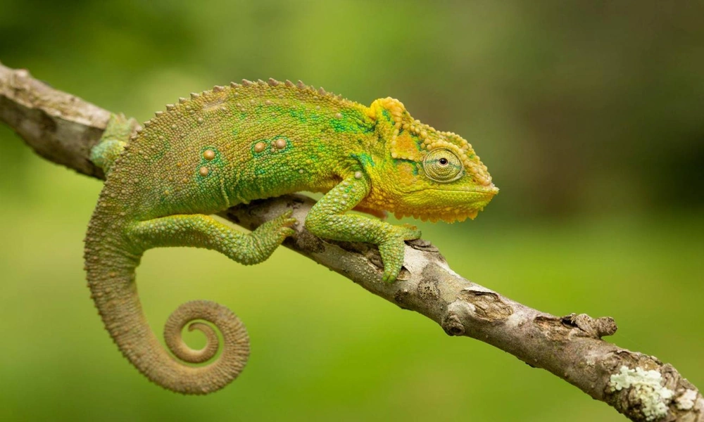 A colorful chameleon gripping a tree branch with its independently positioned eyes and curled tail.
