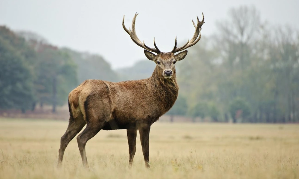 Wild deer with antlers standing in a forest clearing.